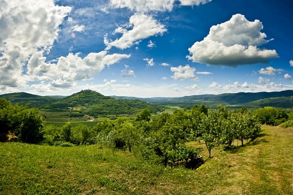 Motovunski gozd, Hrvaška